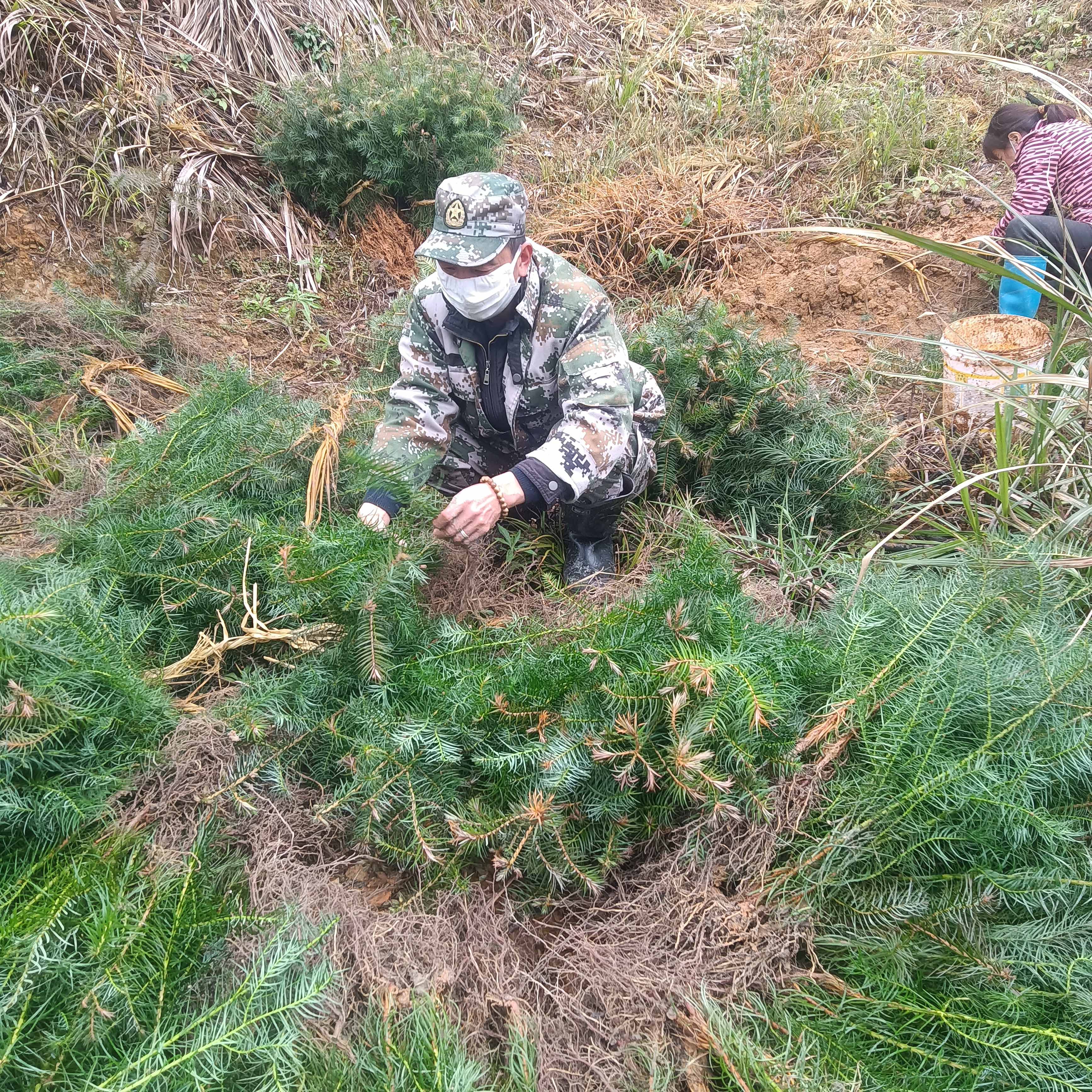 春风拂绿，万象更新，植树造林正当时