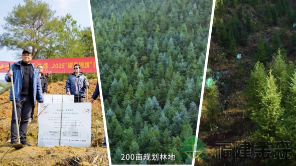 全国首个!!!“沪明杏林”医疗碳汇林项目成功启动 福建金森携手多方共推医疗与生态融合发展新范式